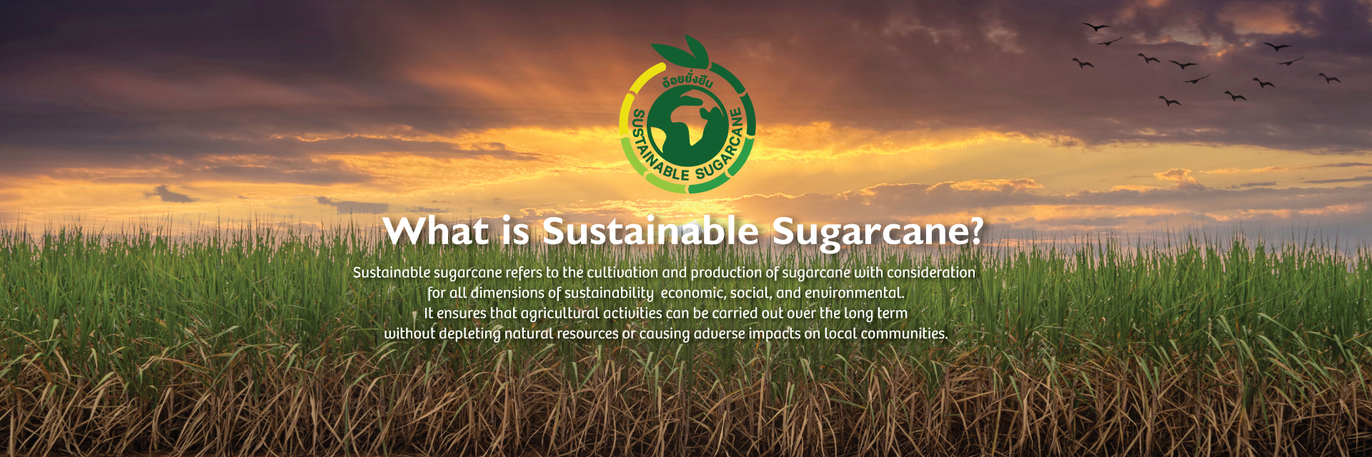 Sustainable sugar Banner Eng